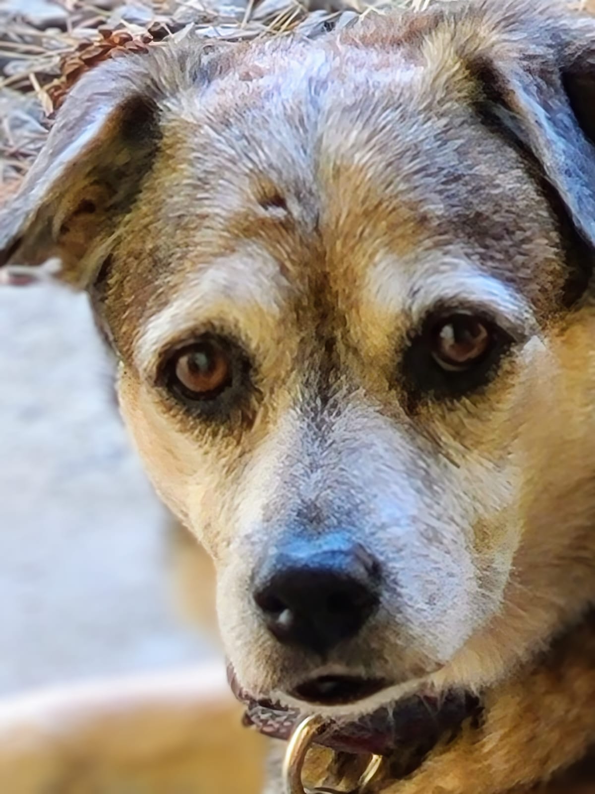 Animals helped by Amigos de Animales Boquete